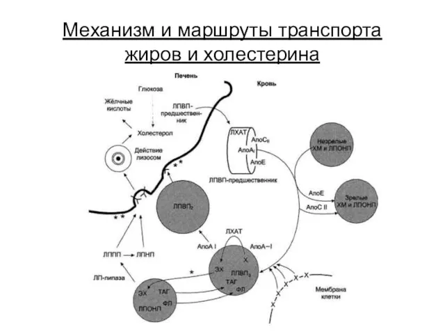 Механизм и маршруты транспорта жиров и холестерина