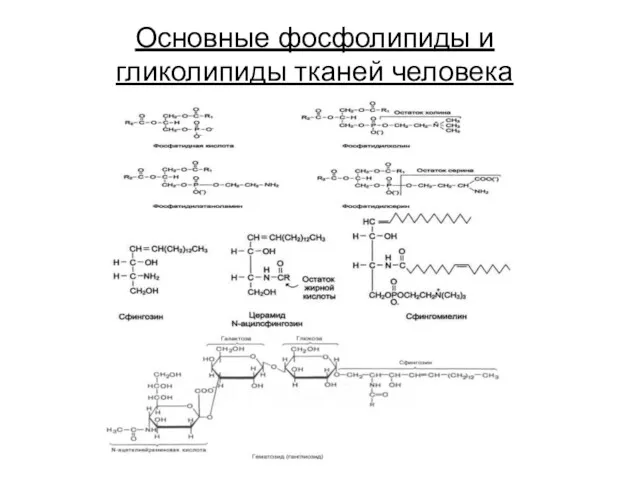 Основные фосфолипиды и гликолипиды тканей человека