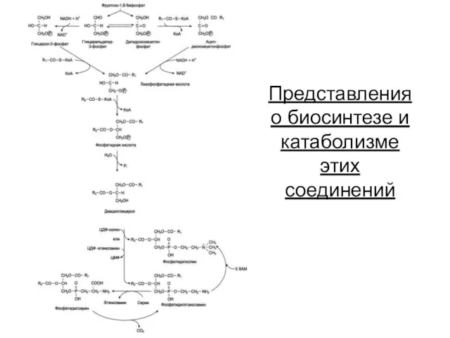 Представления о биосинтезе и катаболизме этих соединений