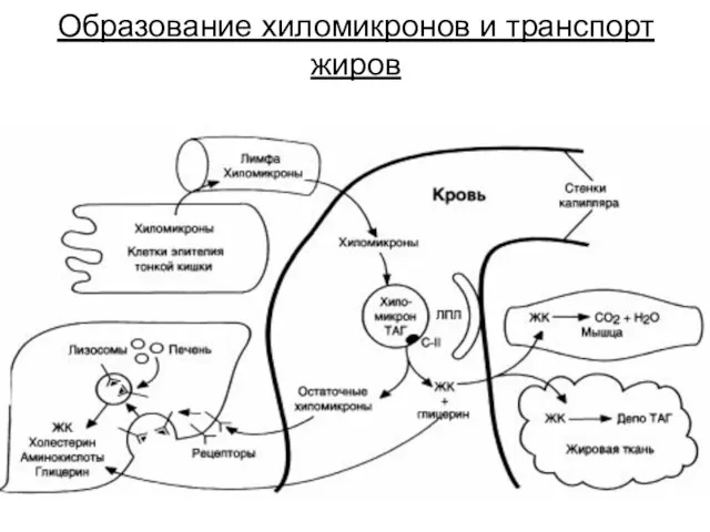 Образование хиломикронов и транспорт жиров