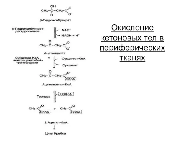 Окисление кетоновых тел в периферических тканях