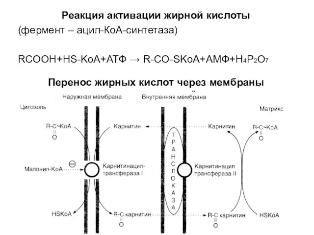 Реакция активации жирной кислоты (фермент – ацил-КоА-синтетаза) RCOOH+HS-KoA+АТФ → R-CO-SKoA+АМФ+H4P2O7 Перенос жирных кислот через мембраны митохондрий
