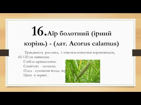 16.Аїр болотний (ірний корінь) - (лат. Acorus calamus) Трав,яниста рослина,
