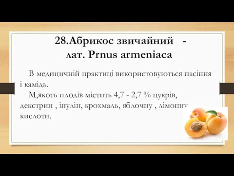 28.Абрикос звичайний - лат. Prnus armeniаca В медицичній практиці використовуються