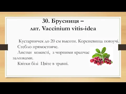 30. Брусниця – лат. Vaccіnium vіtis-idеa Кустарничек до 20 см