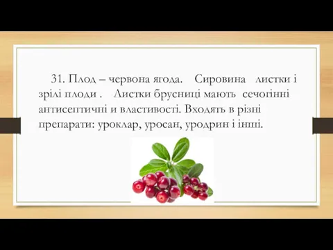 31. Плод – червона ягода. Сировина листки і зрілі плоди