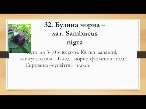 32. Бузина чорна – лат. Sambиcus nіgra Кущ до 3-10