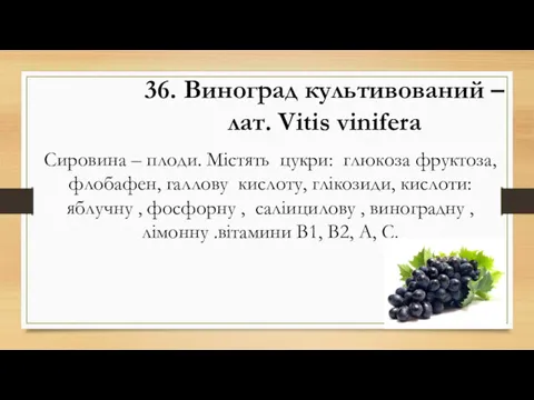 36. Виноград культивований – лат. Vitis vinifera Сировина – плоди.