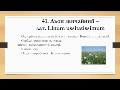 41. Льон звичайний – лат. Lіnum ussitatissimum Однорічна рослина до