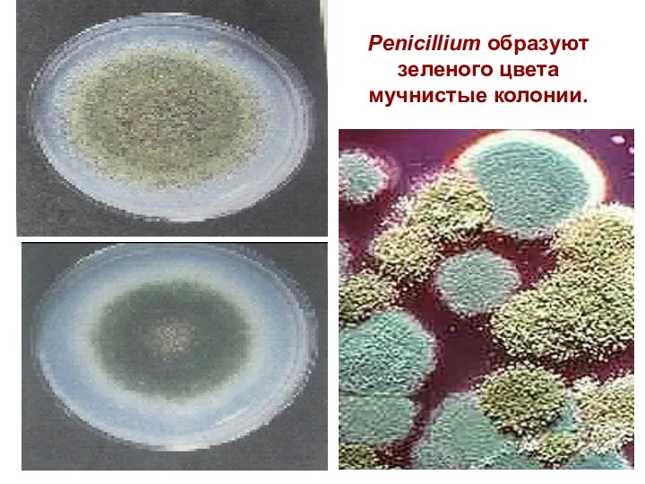 Penicillium образуют зеленого цвета мучнистые колонии.