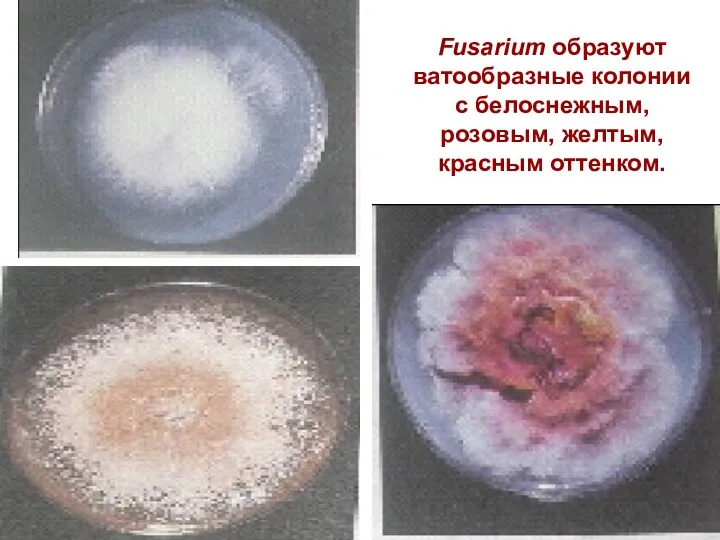 Fusarium образуют ватообразные колонии с белоснежным, розовым, желтым, красным оттенком.