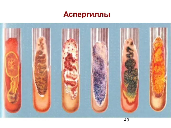 Аспергиллы