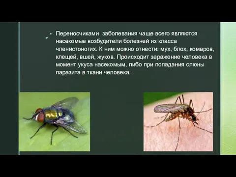 Переносчиками заболевания чаще всего являются насекомые возбудители болезней из класса