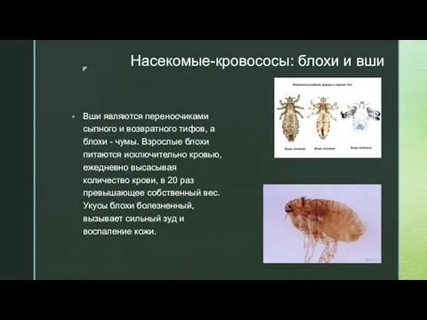 Насекомые-кровососы: блохи и вши Вши являются переносчиками сыпного и возвратного