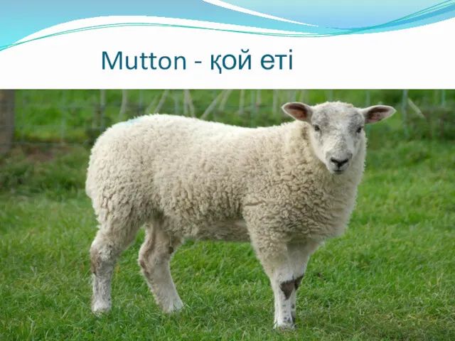 Mutton - қой еті