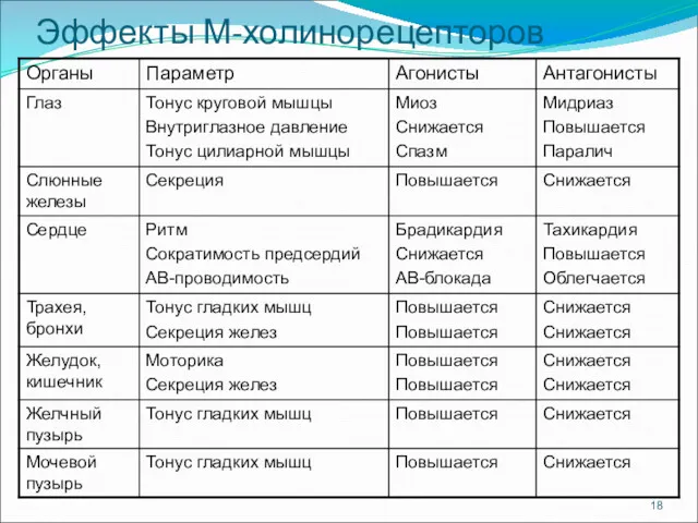 Эффекты М-холинорецепторов