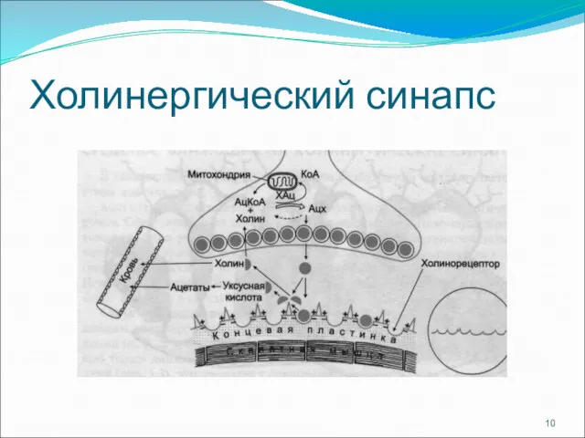 Холинергический синапс