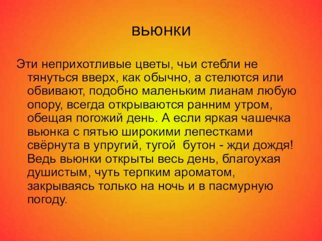 вьюнки Эти неприхотливые цветы, чьи стебли не тянуться вверх, как