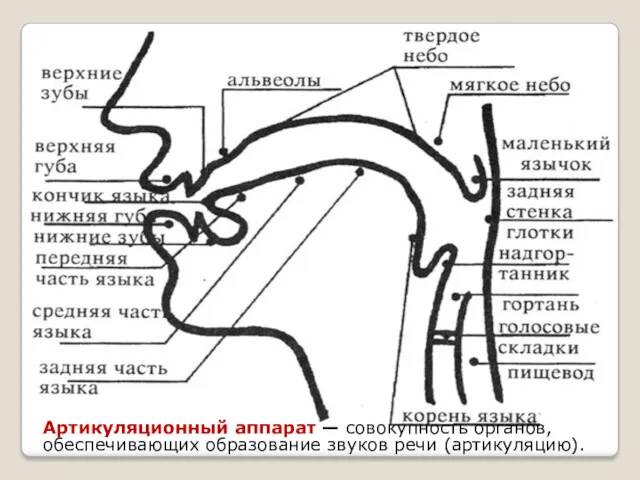 Артикуляционный аппарат — совокупность органов, обеспечивающих образование звуков речи (артикуляцию).