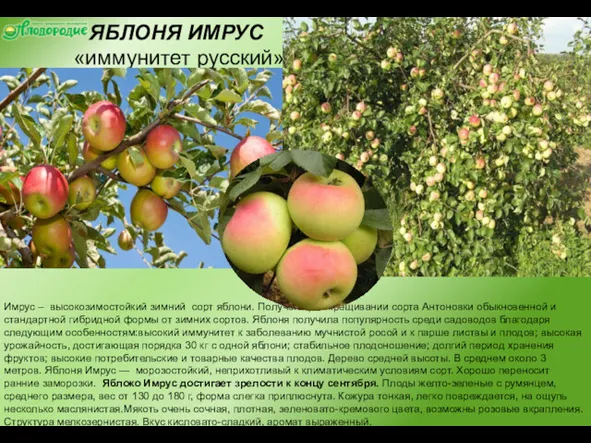 ЯБЛОНЯ ИМРУС «иммунитет русский» Имрус – высокозимостойкий зимний сорт яблони. Получен при скрещивании