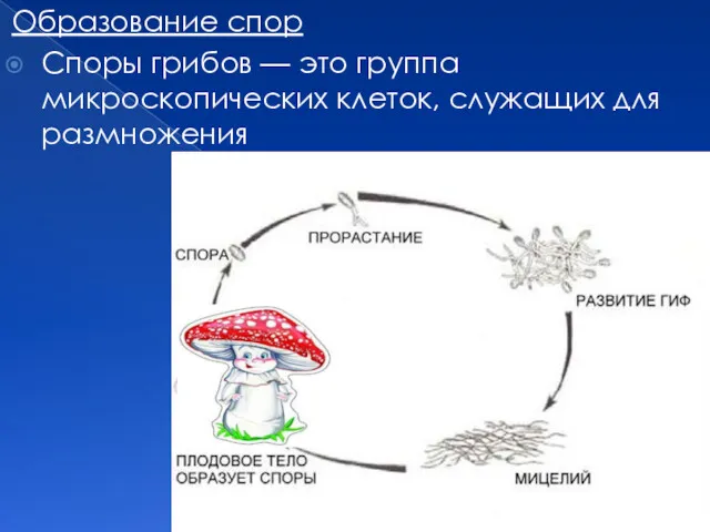 Образование спор Споры грибов — это группа микроскопических клеток, служащих для размножения