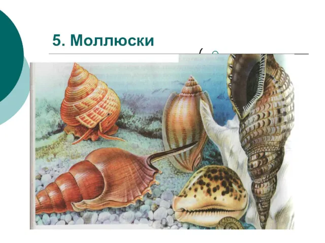 5. Моллюски )