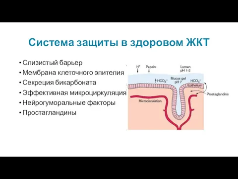 Система защиты в здоровом ЖКТ Слизистый барьер Мембрана клеточного эпителия