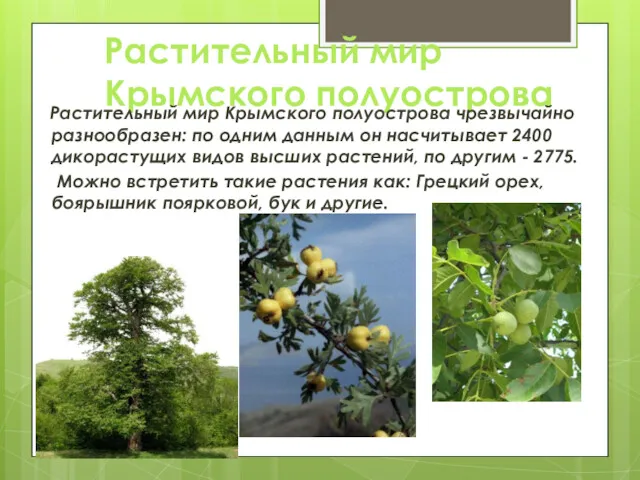 Растительный мир Крымского полуострова Растительный мир Крымского полуострова чрезвычайно разнообразен: по одним данным