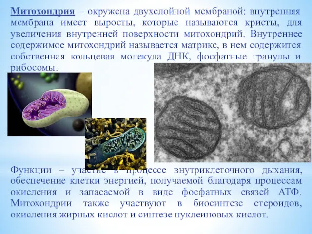 Митохондрия – окружена двухслойной мембраной: внутренняя мембрана имеет выросты, которые