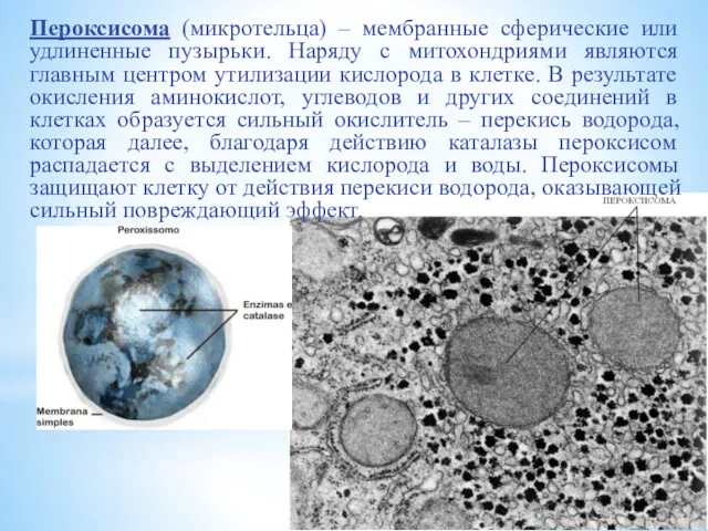 Пероксисома (микротельца) – мембранные сферические или удлиненные пузырьки. Наряду с