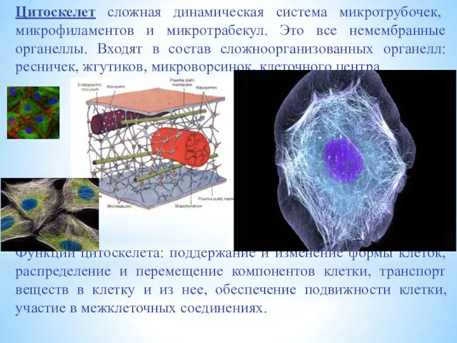 Цитоскелет сложная динамическая система микротрубочек, микрофиламентов и микротрабекул. Это все
