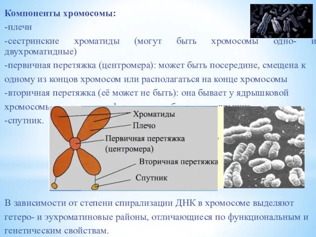 Компоненты хромосомы: -плечи -сестринские хроматиды (могут быть хромосомы одно- и