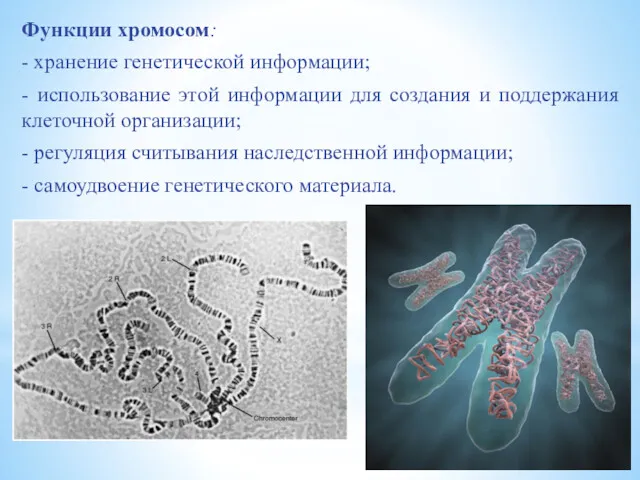 Функции хромосом: - хранение генетической информации; - использование этой информации