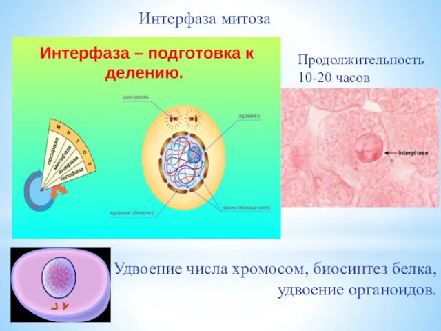 Удвоение числа хромосом, биосинтез белка, удвоение органоидов. Интерфаза митоза Продолжительность 10-20 часов