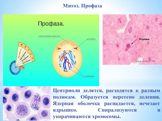 Центриоли делятся, расходятся к разным полюсам. Образуется веретено деления. Ядерная