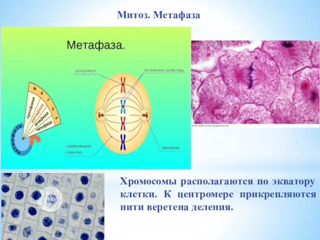 Хромосомы располагаются по экватору клетки. К центромере прикрепляются нити веретена деления. Митоз. Метафаза