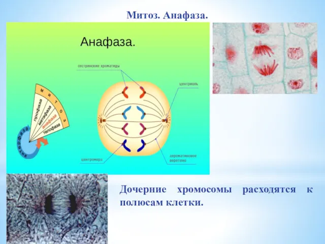 Дочерние хромосомы расходятся к полюсам клетки. Митоз. Анафаза.