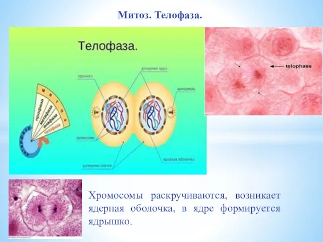 Хромосомы раскручиваются, возникает ядерная оболочка, в ядре формируется ядрышко. Митоз. Телофаза.