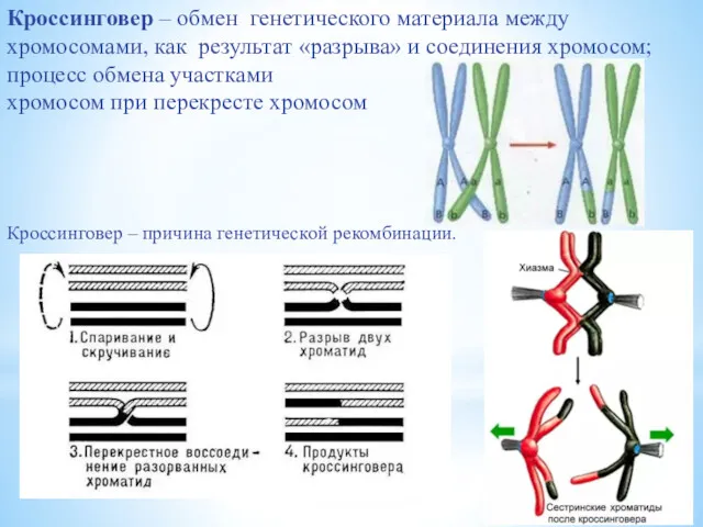 Кроссинговер – обмен генетического материала между хромосомами, как результат «разрыва»