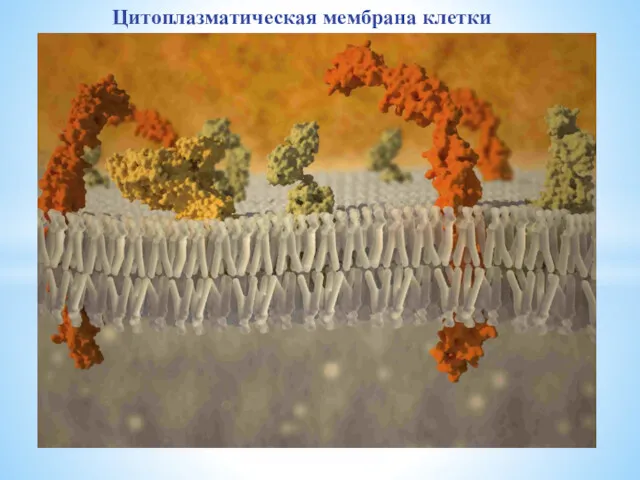 Цитоплазматическая мембрана клетки