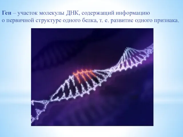 Ген – участок молекулы ДНК, содержащий информацию о первичной структуре