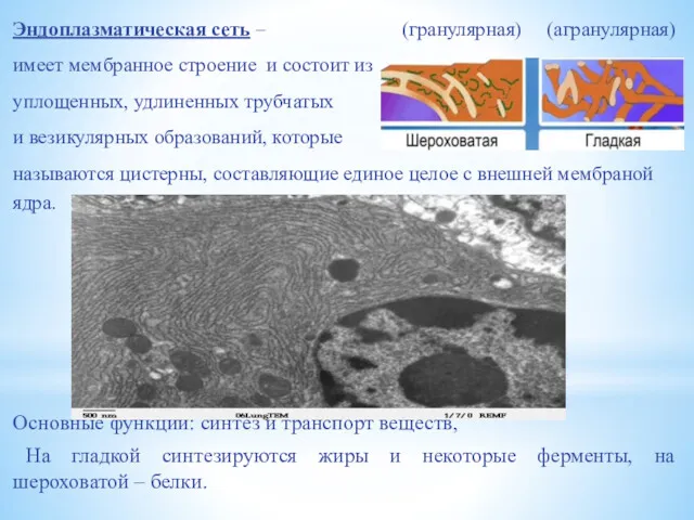 Эндоплазматическая сеть – (гранулярная) (агранулярная) имеет мембранное строение и состоит