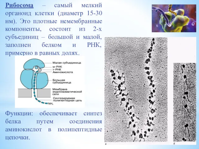 Рибосома – самый мелкий органоид клетки (диаметр 15-30 нм). Это