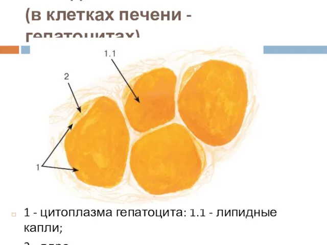 Липидные включения (в клетках печени - гепатоцитах) 1 - цитоплазма