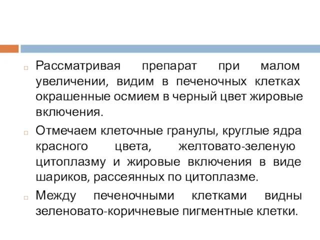 Рассматривая препарат при малом увеличении, видим в печеночных клетках окрашенные