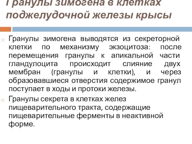 Гранулы зимогена в клетках поджелудочной железы крысы Гранулы зимогена выводятся