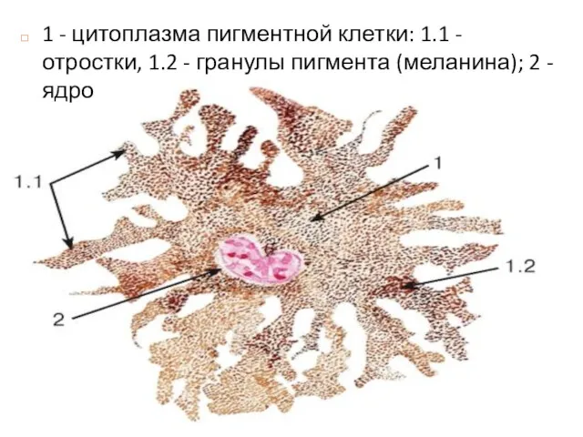 1 - цитоплазма пигментной клетки: 1.1 - отростки, 1.2 - гранулы пигмента (меланина); 2 - ядро