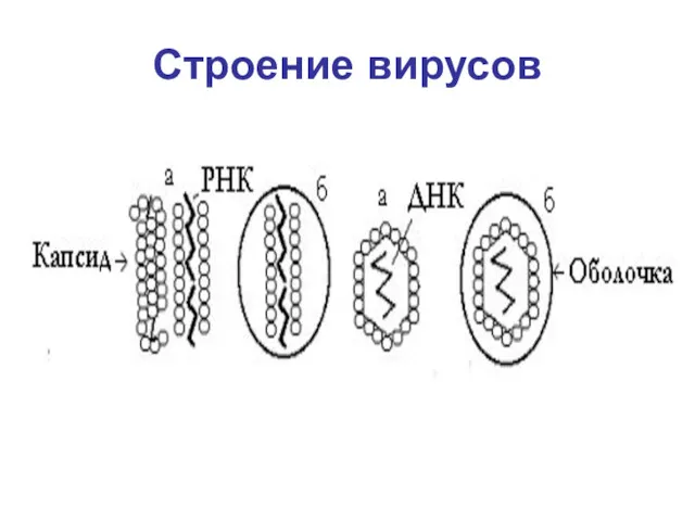 Строение вирусов