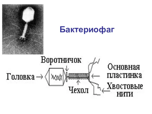 Бактериофаг