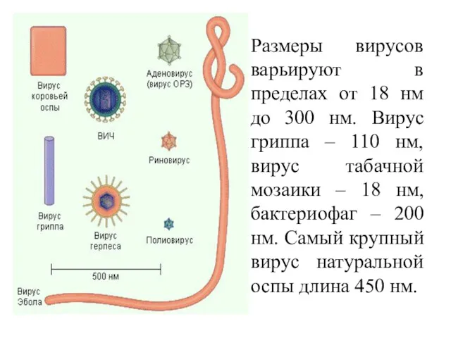 Размеры вирусов варьируют в пределах от 18 нм до 300